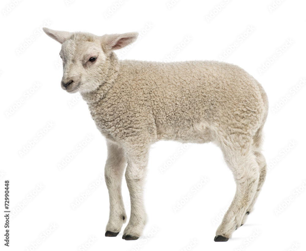 Lamb (8 weeks old) isolated on white Lamb (8 weeks old) isolated on white