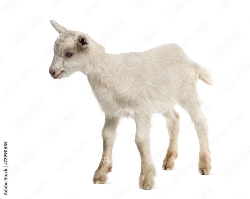 Goat kid (8 weeks old) isolated on white Goat kid (8 weeks old) isolated on white