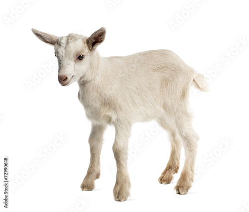 Goat kid (8 weeks old) isolated on white