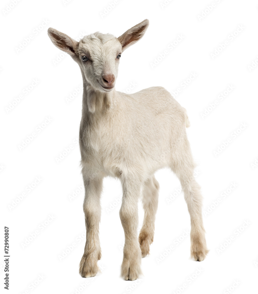 Goat kid (8 weeks old) isolated on white Goat kid (8 weeks old) isolated on white