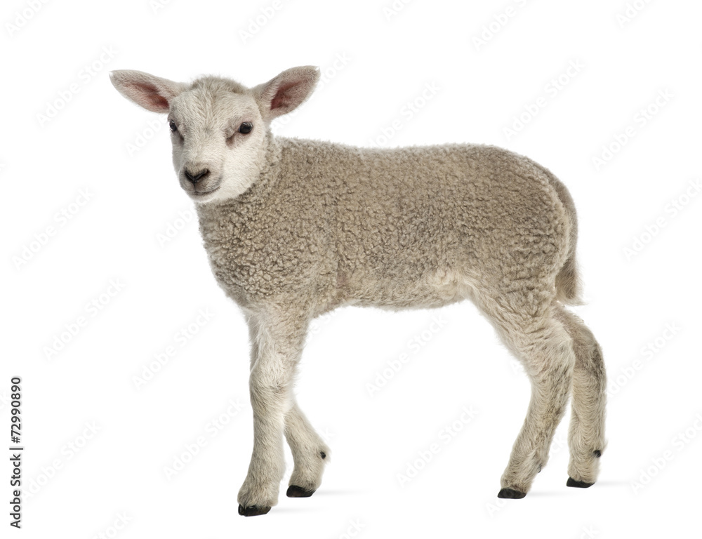 Lamb (8 weeks old) isolated on white Lamb (8 weeks old) isolated on white