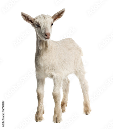 Goat kid  8 weeks old  isolated on white