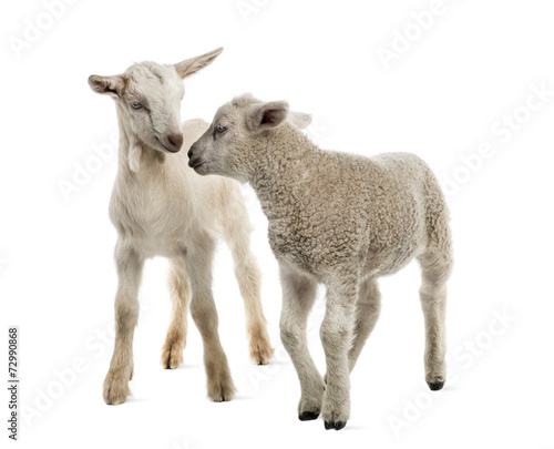 Lamb and goat kid (8 weeks old) isolated on white