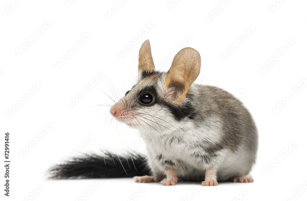 Obraz premium Asian garden dormouse (Eliomys melanurus) isolated on white