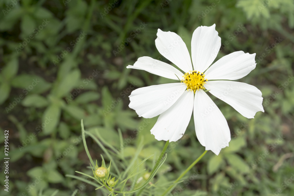 close up of white flowers with leaf background close up of white flowers with leaf background