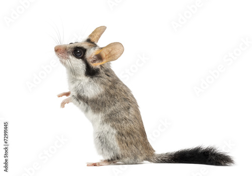 Asian garden dormouse on hind legs (Eliomys melanurus) isolated photo