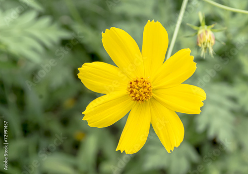 close up of yellow flowers with leaf background