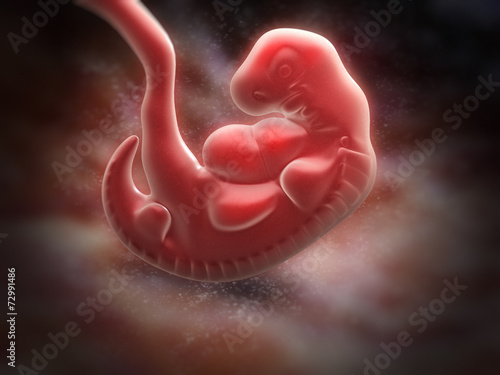 human embryo at the end of 5 weeks photo
