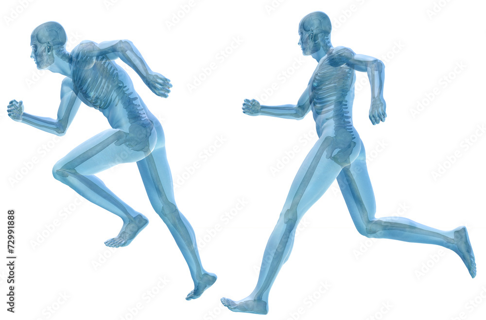 3D human man anatomy isolated 3D human man anatomy isolated