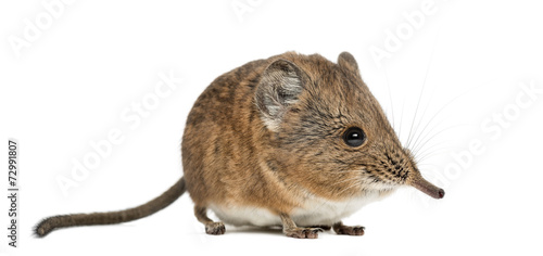 Elephant shrew - Macroscelides proboscideus - isolated on whitre photo