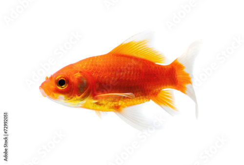 Goldfish Isolated on White Background © sommai