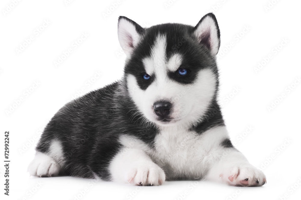 Cute little husky puppy isolated on white background Cute little husky puppy isolated on white background
