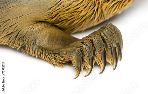 Close-up on the paw of a Common seal pup, isolated on white