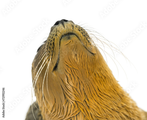 Close-up on the head of a Common seal pup, isolated on white