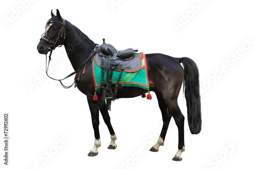 horse