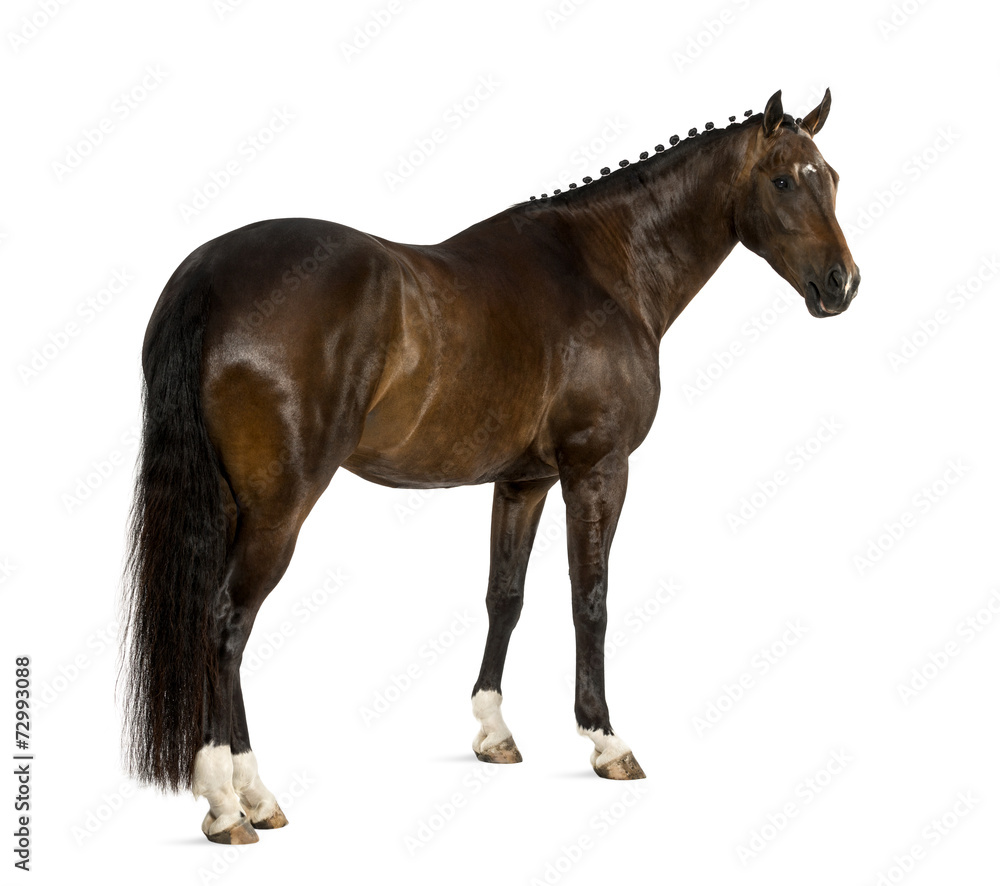 Obraz premium KWPN - holenderski koń gorącokrwisty, 3 lata - Equus ferus caballus
