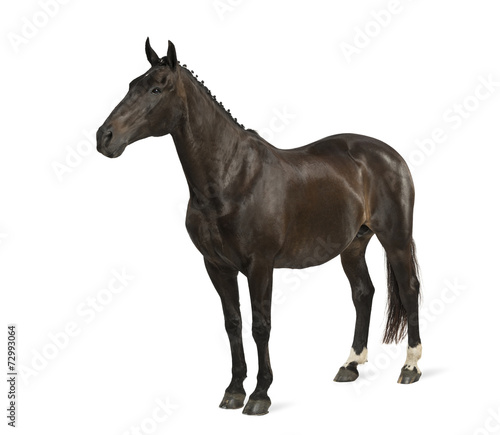 belgian sport horse (sBs) - 25 years old