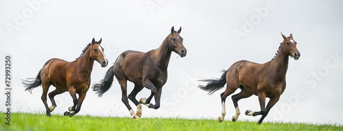 Valokuva Horses galloping in a field