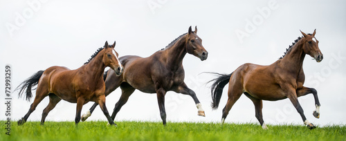 Fotografie, Obraz Horses galloping in a field