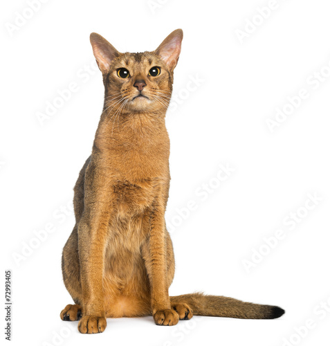 Abyssinian, sitting (2 years old), isolated on white