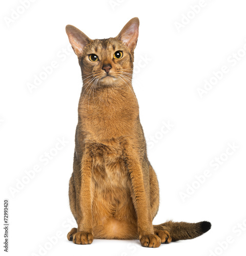 Fototapeta Naklejka Na Ścianę i Meble -  Abyssinian, sitting (2 years old), isolated on white