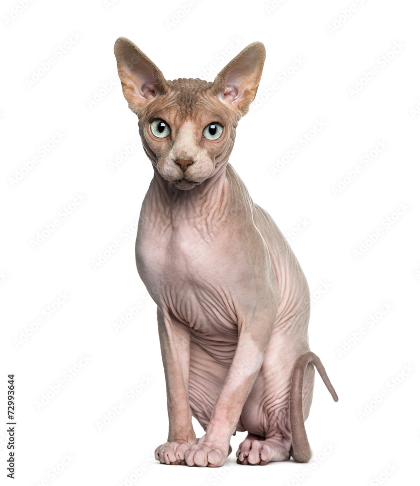 Sphynx (1 year old) sitting