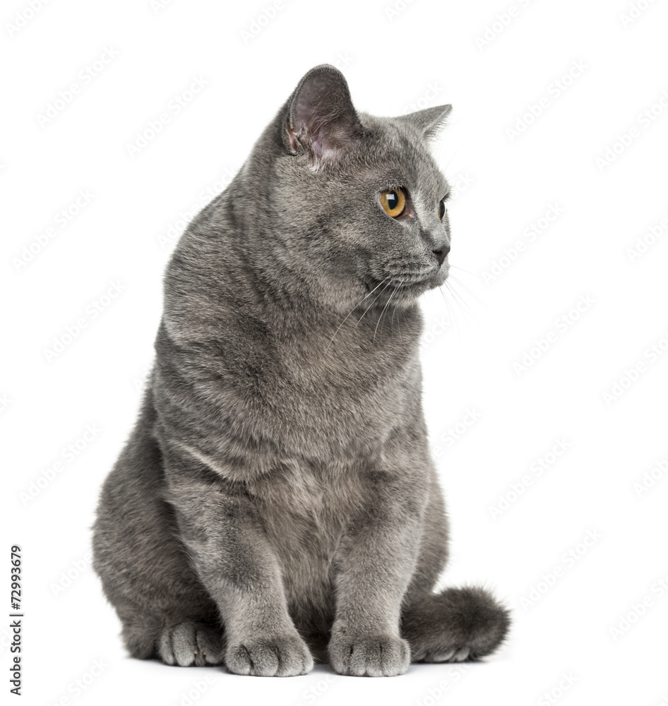 Obraz premium British Shorthair sitting (6 months old)