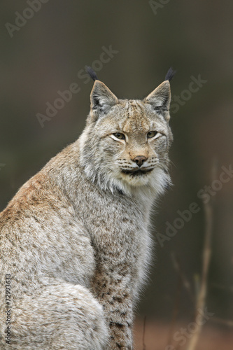 Lynx Portrait © Ana Gram