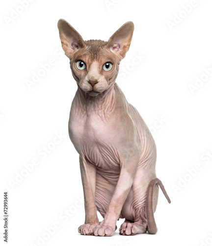 Fototapeta Naklejka Na Ścianę i Meble -  Sphynx (1 year old) sitting
