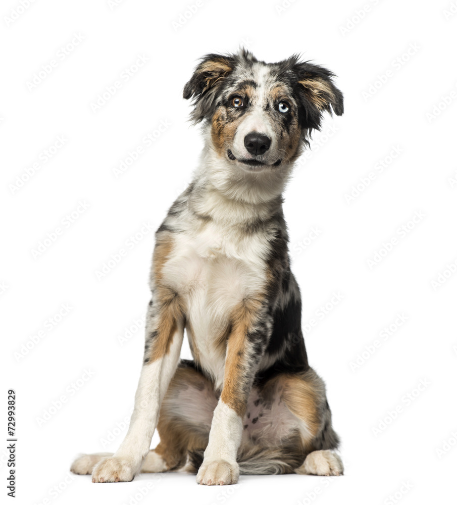 Border Collie puppy (5 months old) Border Collie puppy (5 months old)