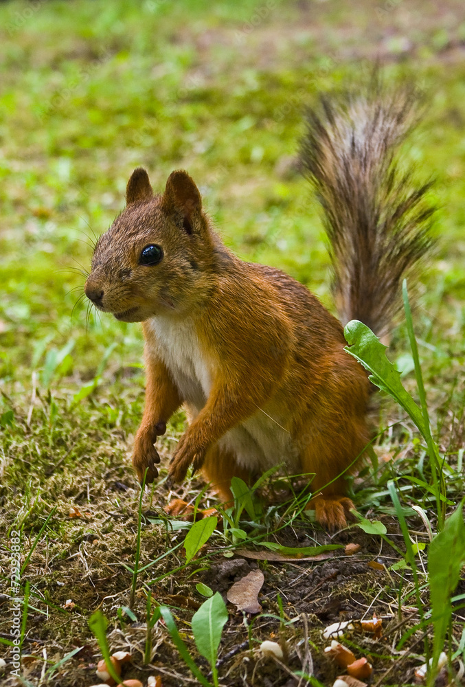 Curious squirrel Curious squirrel