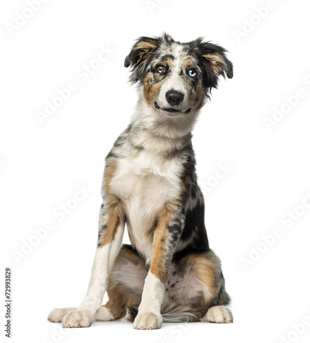 Fototapeta Naklejka Na Ścianę i Meble -  Border Collie puppy (5 months old)