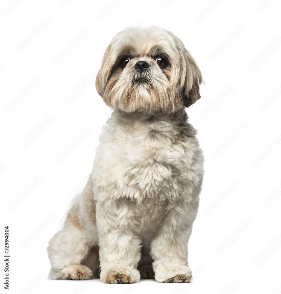 Shih Tzu (3 years old) Shih Tzu (3 years old)