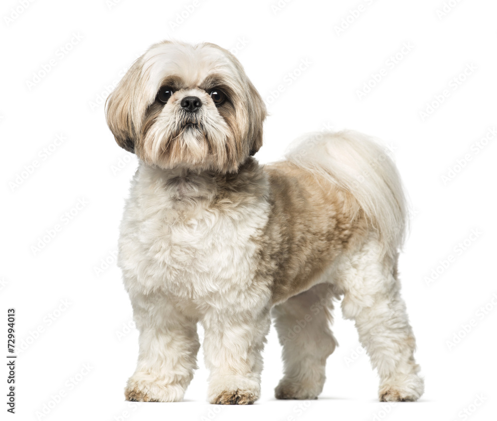 Shih Tzu (3 years old) Shih Tzu (3 years old)
