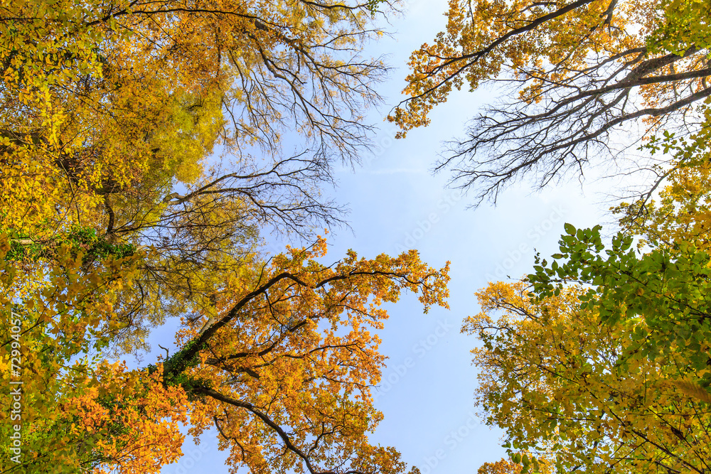 Autumn foliage in the forest, on a bright sunny day Autumn foliage in the forest, on a bright sunny day