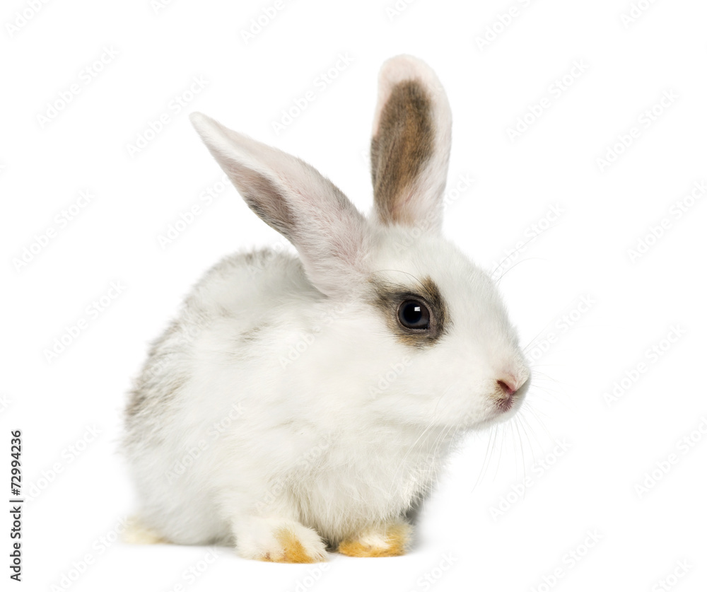 Rabbit Rabbit