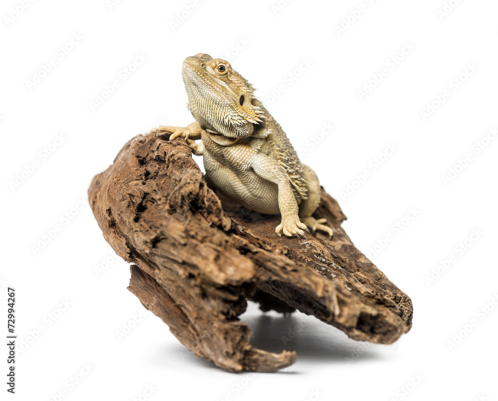 Obraz premium Bearded Dragon, isolated on white