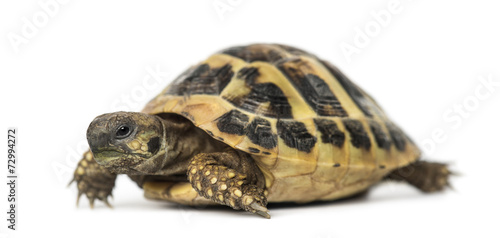 Hermann's tortoise, isolated on white