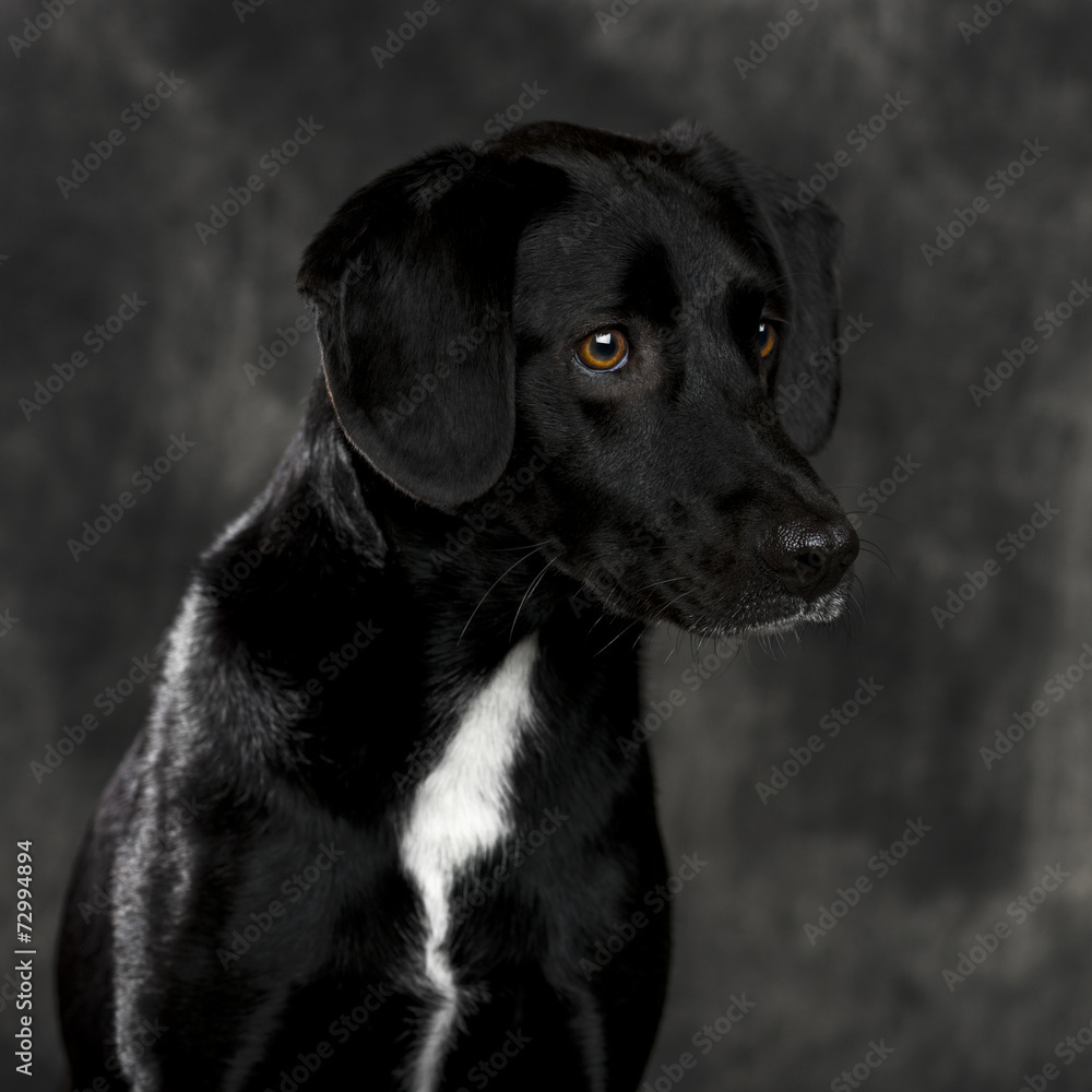Labrador retriever in front of a grey background Labrador retriever in front of a grey background