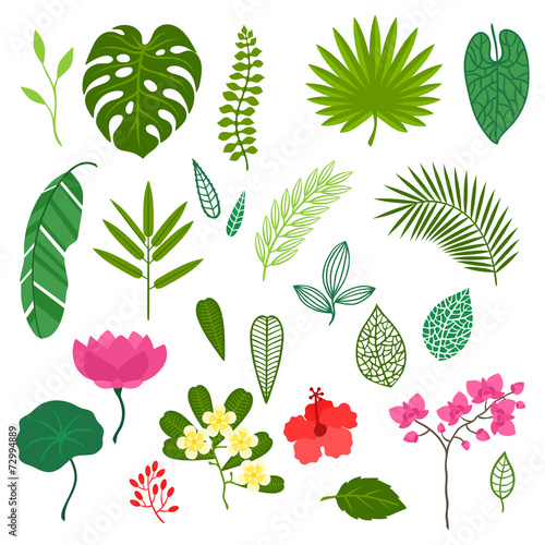 Set of stylized tropical plants, leaves and flowers.