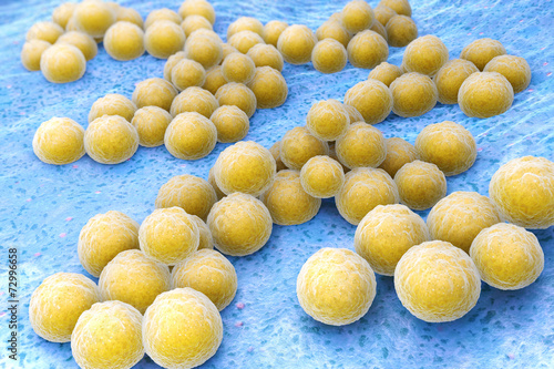 Staphylococcus aureus