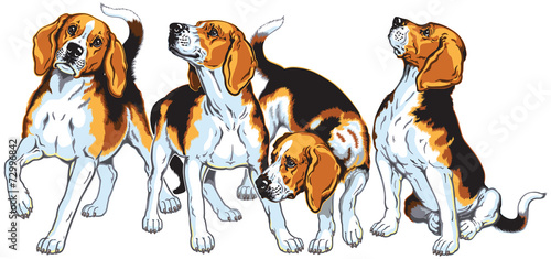 four beagles