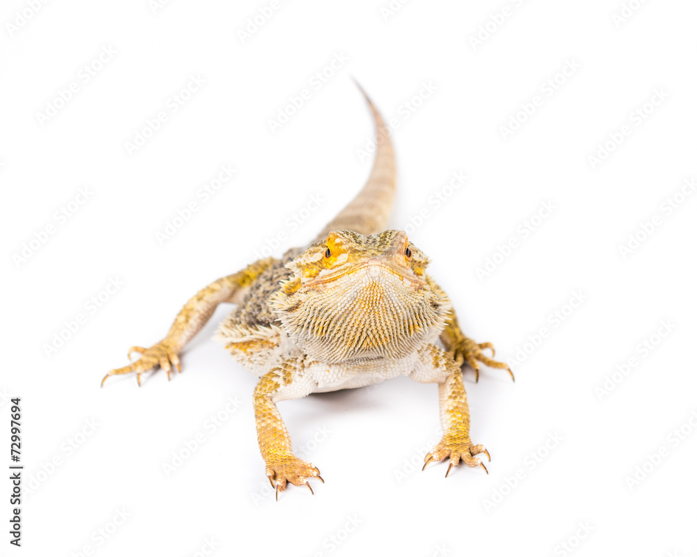 Fototapeta premium Bearded Dragon 