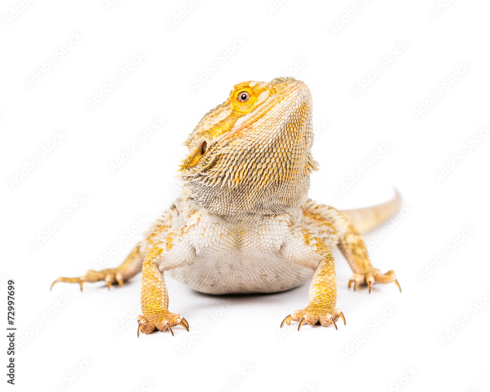 Obraz premium Bearded Dragon 