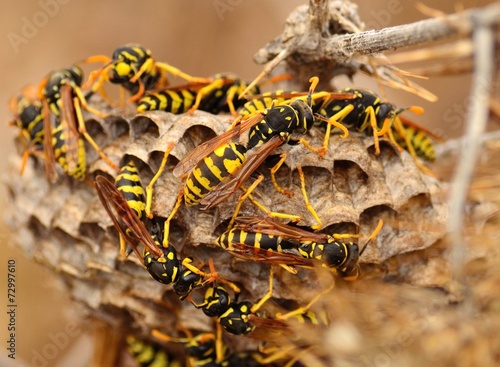 Swarm of wasps around the nest photo