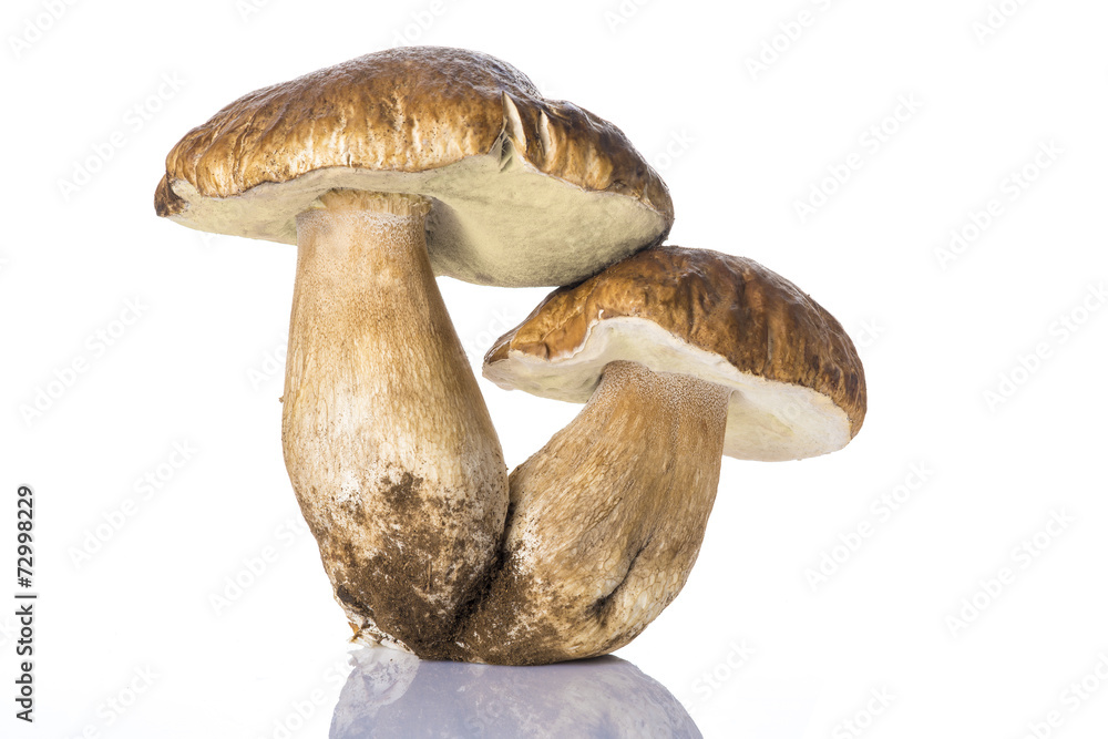 Boletus edulis, hongos frescos aislados sobre fondo blanco Boletus edulis, hongos frescos aislados sobre fondo blanco