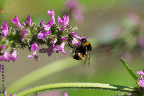 Bee on flower macro © nanisimova