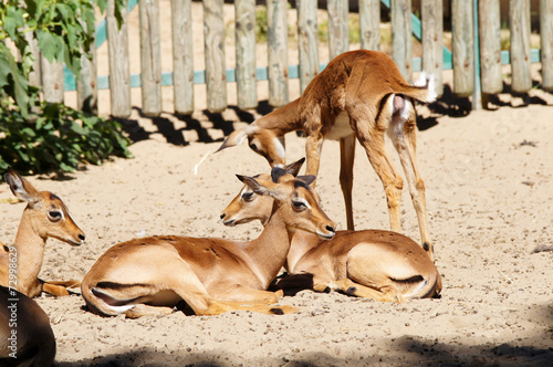 Jeunes Impala photo