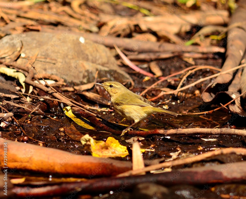 Bird phylloscopus on the wet soil Bird phylloscopus on the wet soil