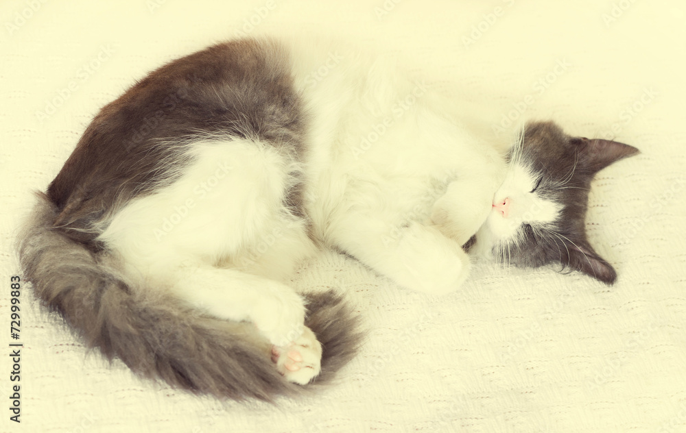 cute cat sleeps on a white bedspread cute cat sleeps on a white bedspread